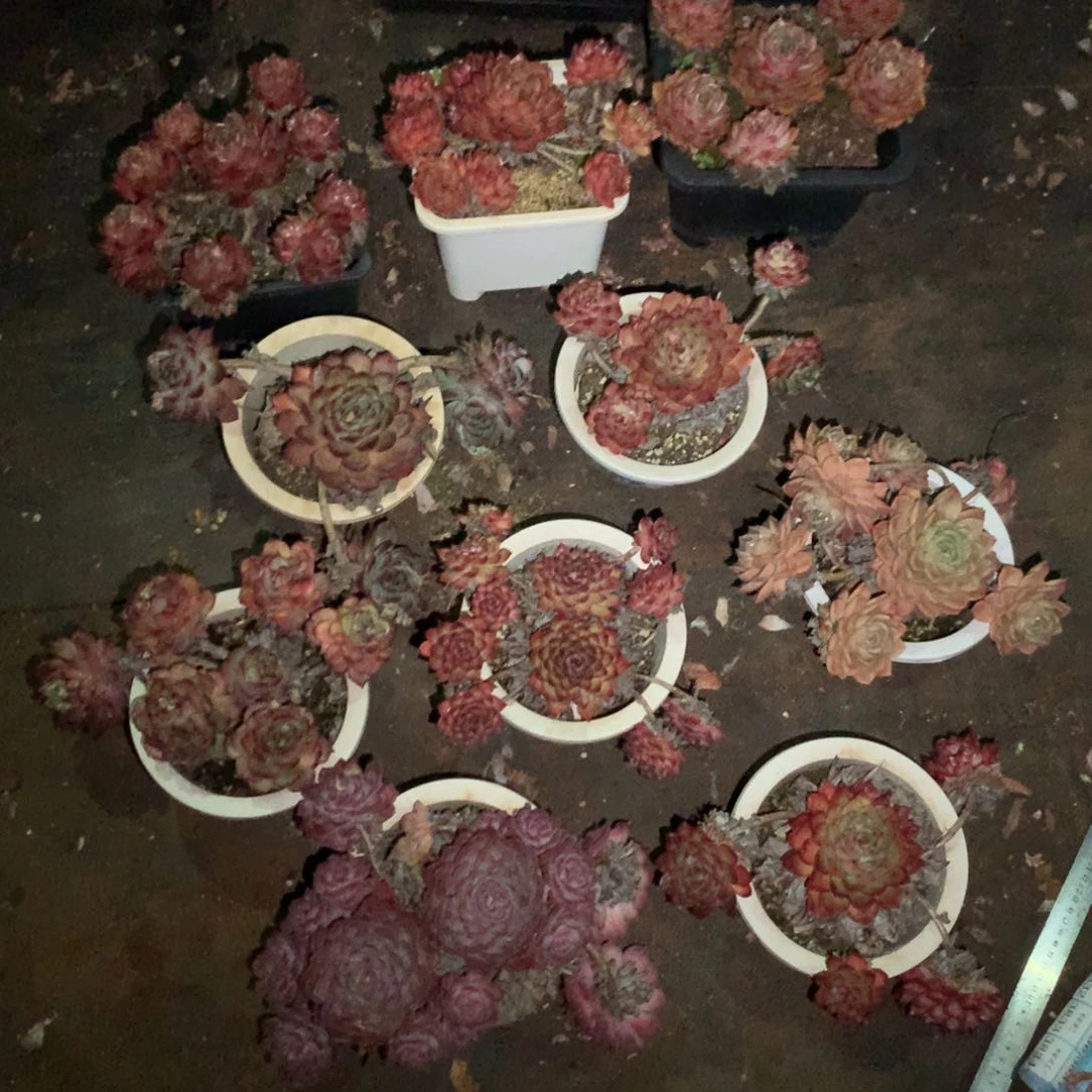 乔*板3825瑕疵不售后特价处理打包10颗