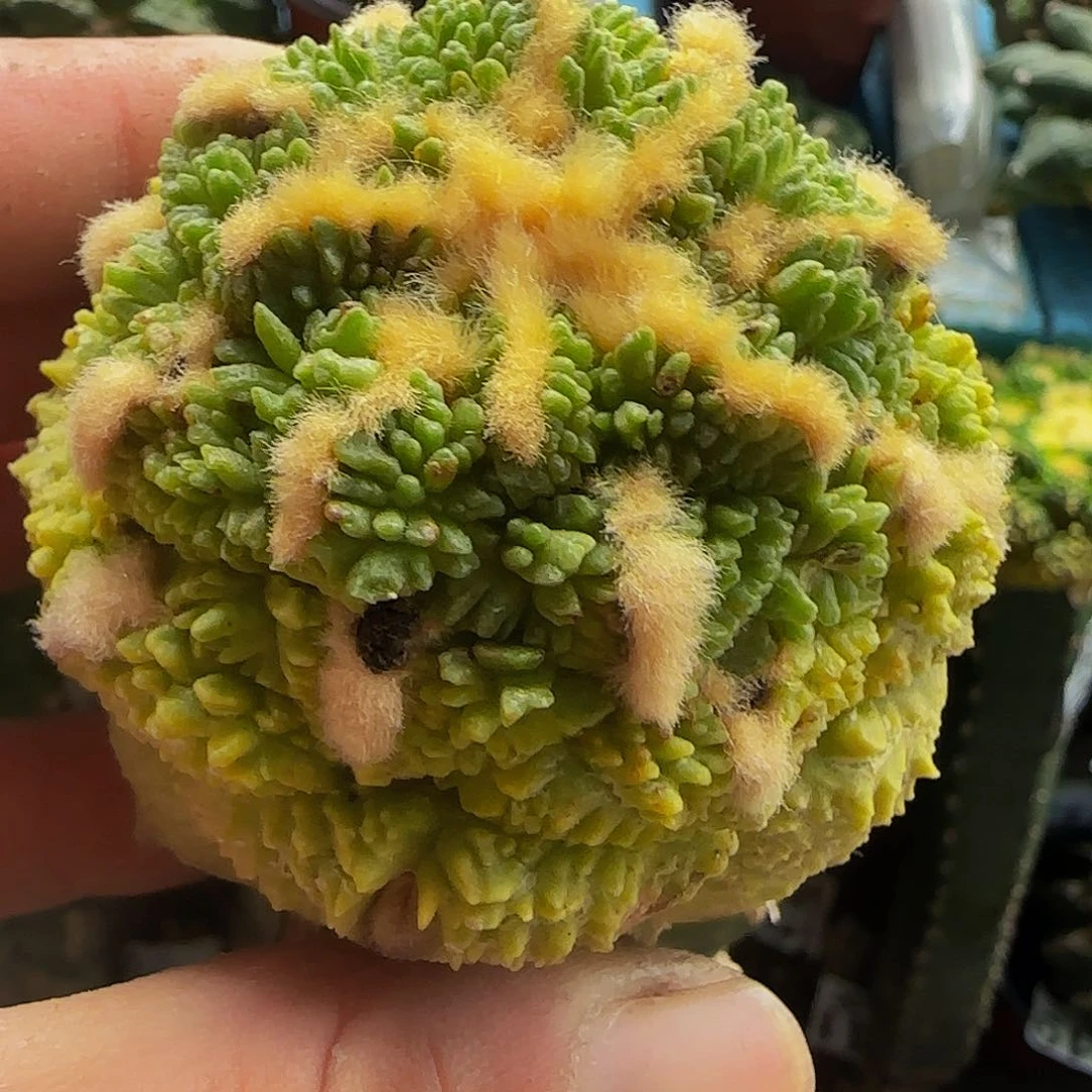 龟甲锦637仙人球开花