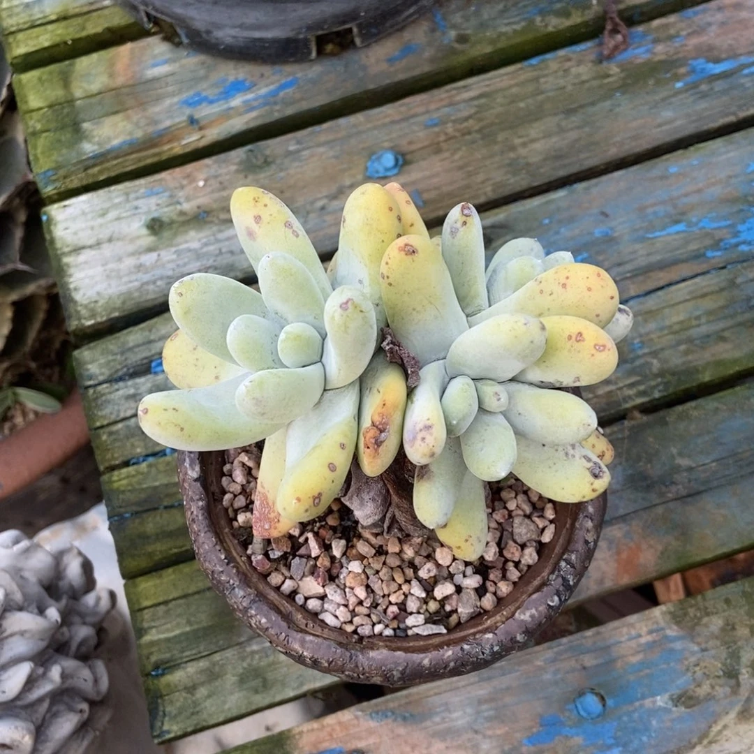 肥拇指多肉植物啦啦啦