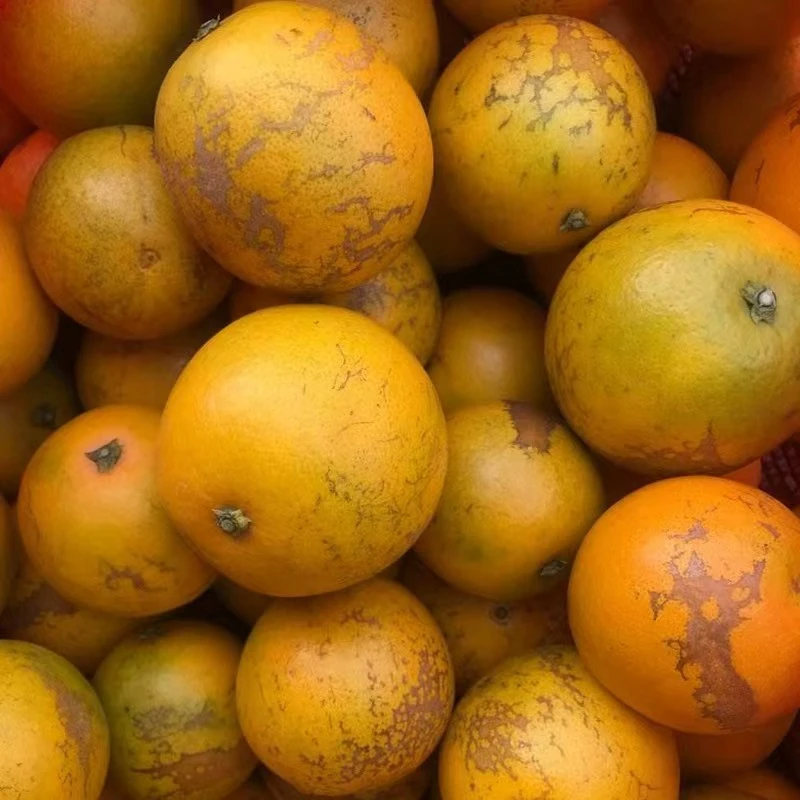 [榨汁专享]秭归夏橙花皮果瑕疵果【现摘现发】包邮