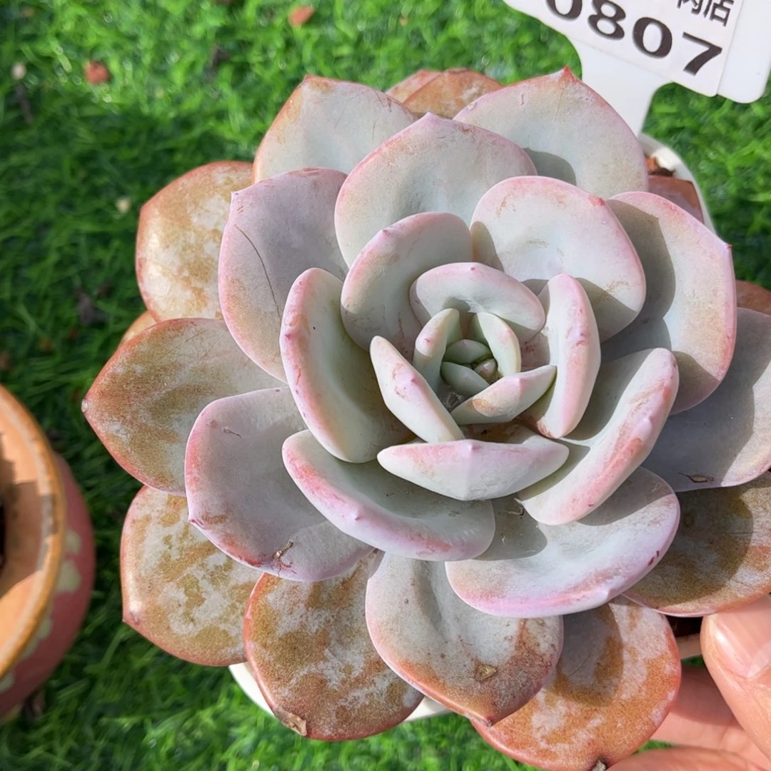 多肉植物0807 满30包邮