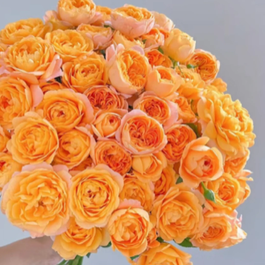 A级多头玫瑰：果汁阳台约70cm（鲜花1单不售后，2单顺丰冷链包邮）