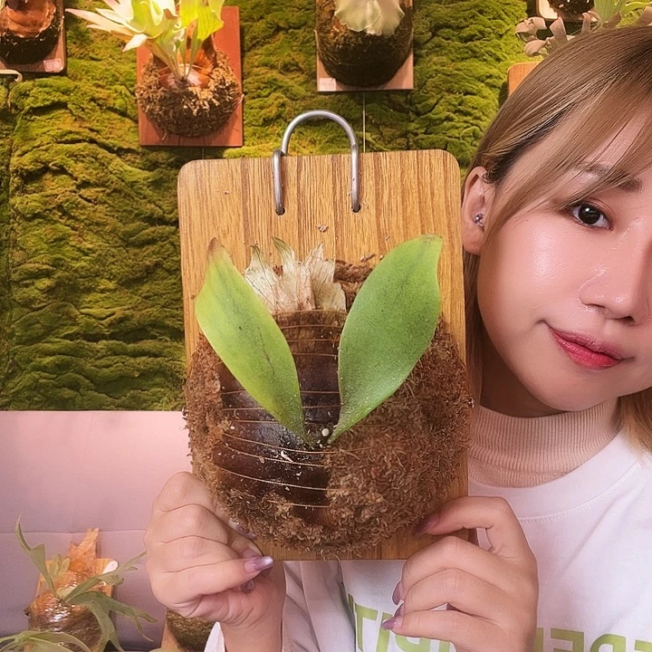 不开花植物掉牌。