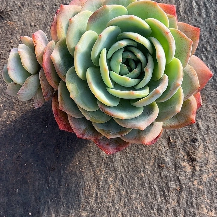 樱****凤橙大单头，一物一拍