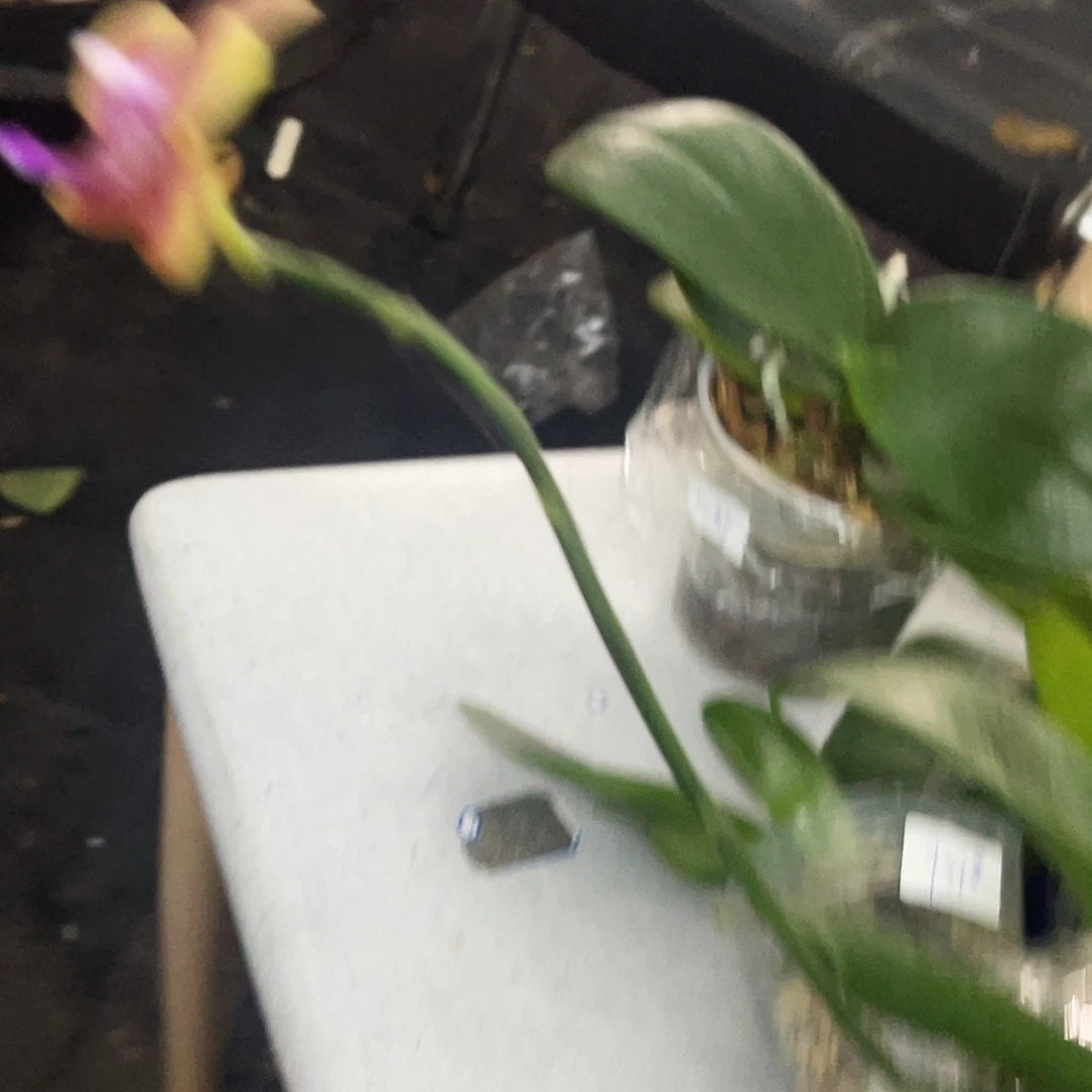 当前无花栽培后可以开花小*乖蝴蝶兰安祖3.5香恋博格丽瑕疵