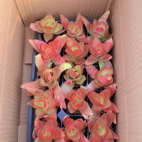 【闪购商品】全火祭18颗