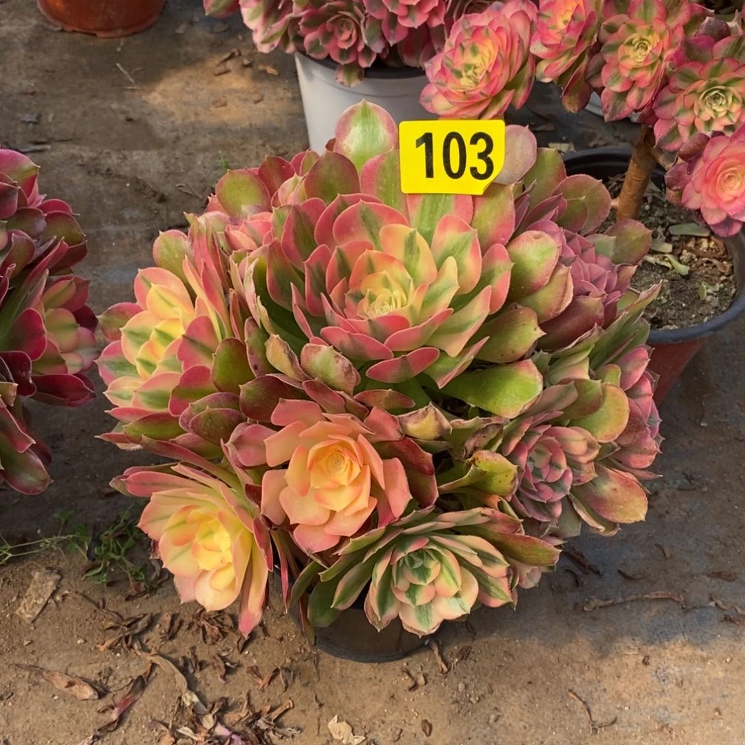 香妃多肉法师103