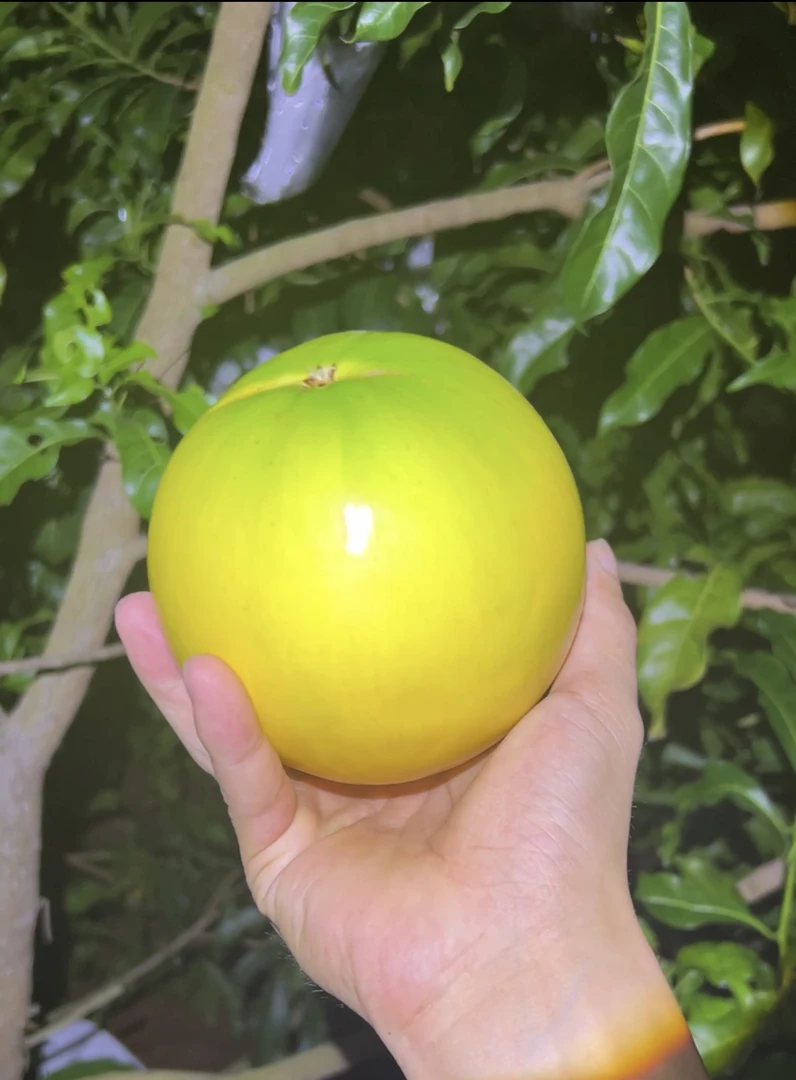 [黄晶果苗]8号，黄宝石，冰糖，浩克，顺丰包邮
