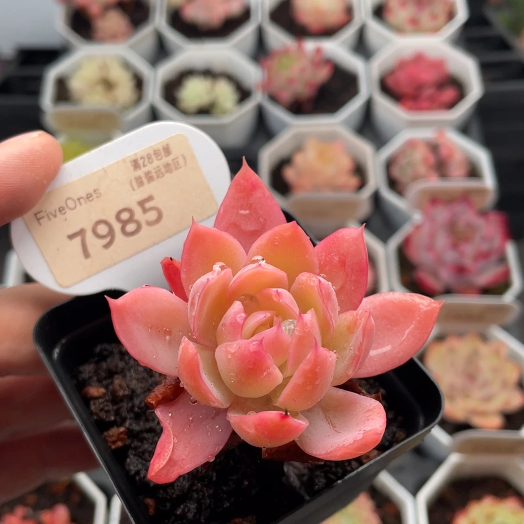 丝绸面纱7985-6厘米
