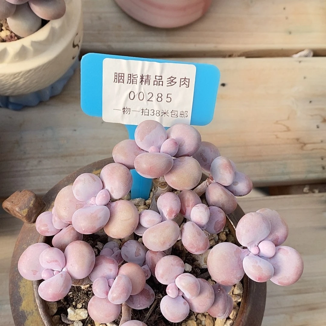 00285奥体老妈，安咯