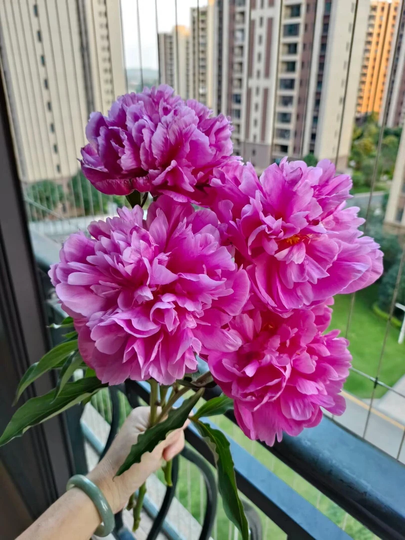 【 粉重楼.芍药】山东菏泽牡丹鲜花芍药重瓣鲜切花山东基地