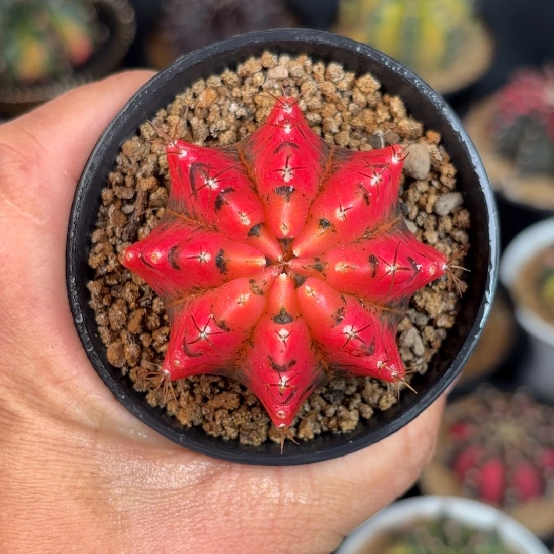 泰系米哈实生仙人球300