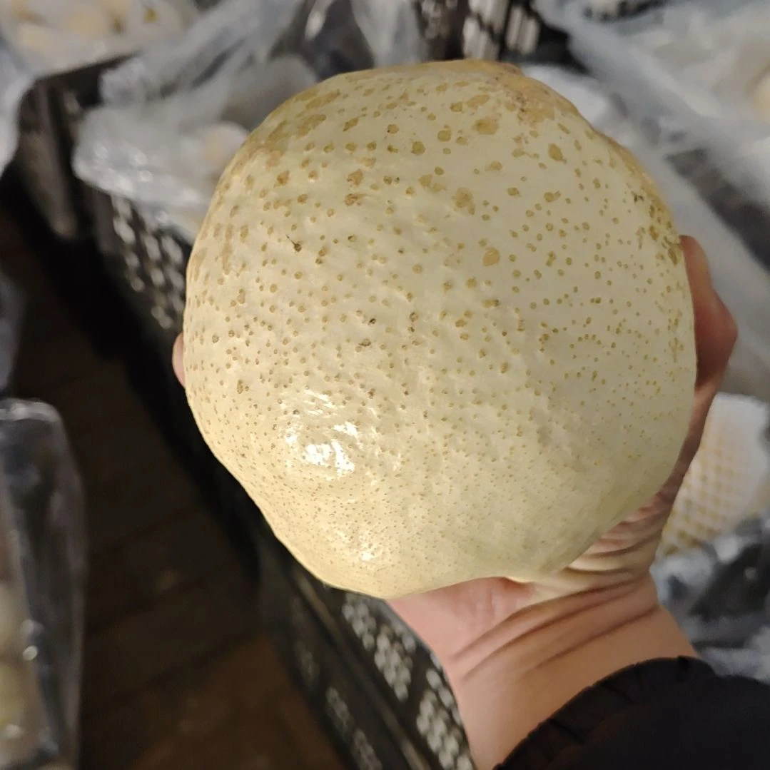 酥梨超大果，单个1.7斤以上，一箱四个，包邮