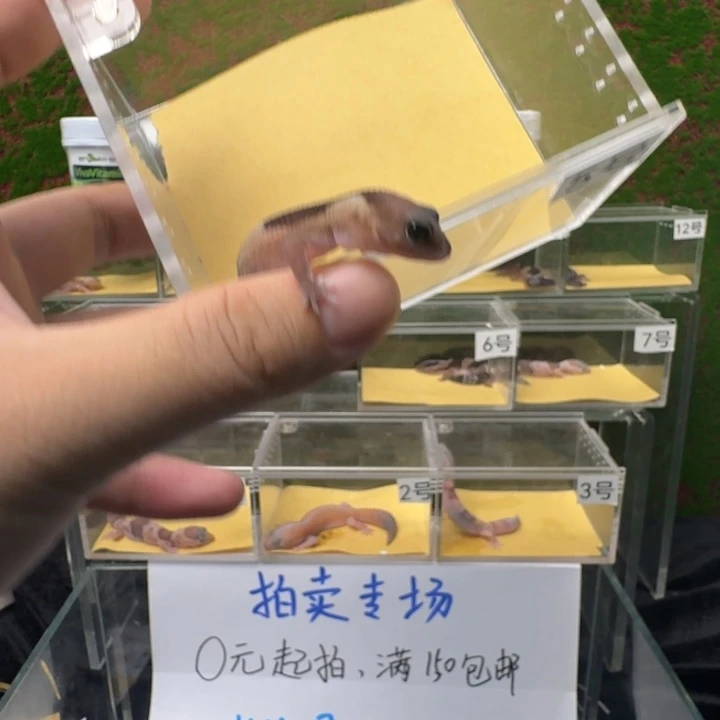 肥尾守宫祖鲁宝宝母温0元起！