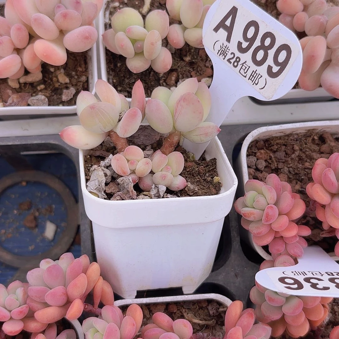 A989苹果奶一物一拍