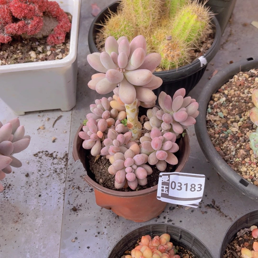 粉色恋人多肉植物03183