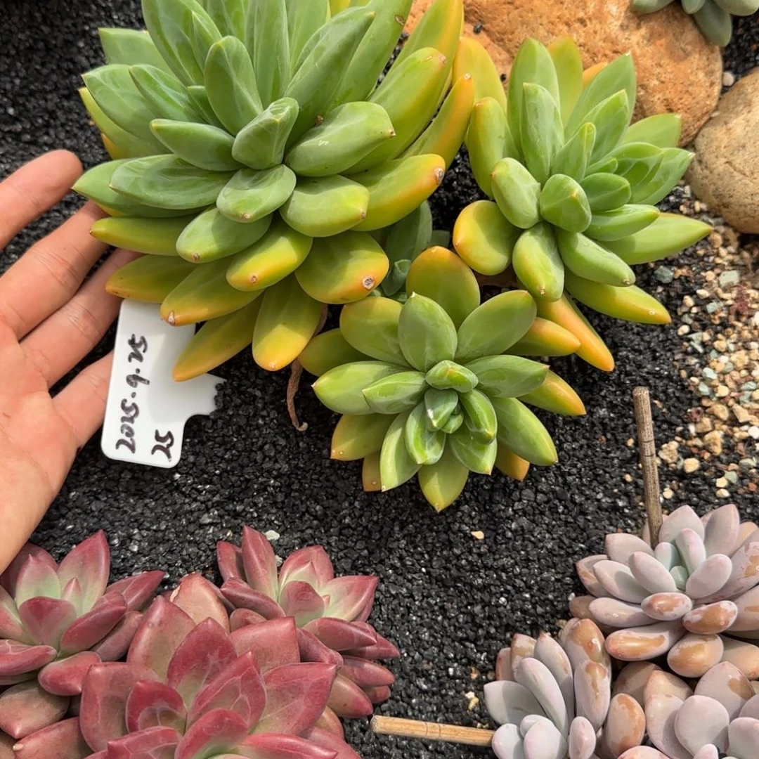 柏***妍一物一拍海洋之歌25