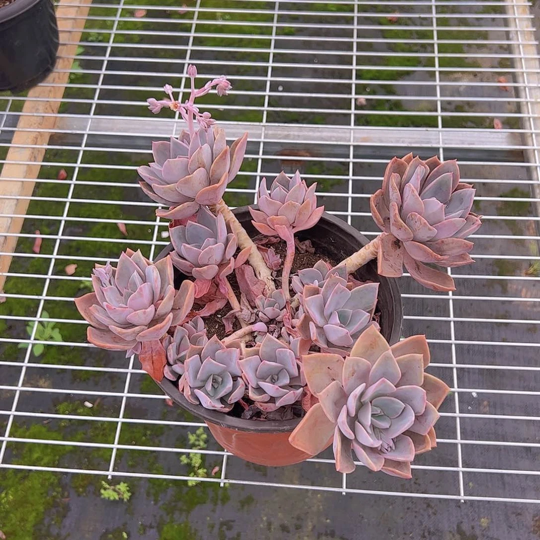 中国初恋多头大盆群老桩