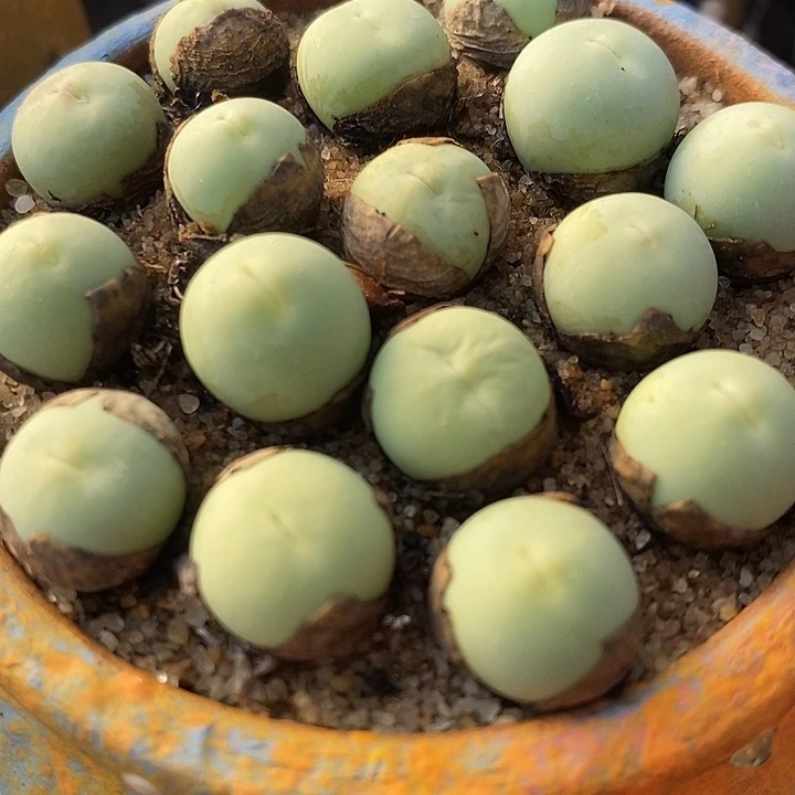 1厘米左右鸽子蛋1颗。