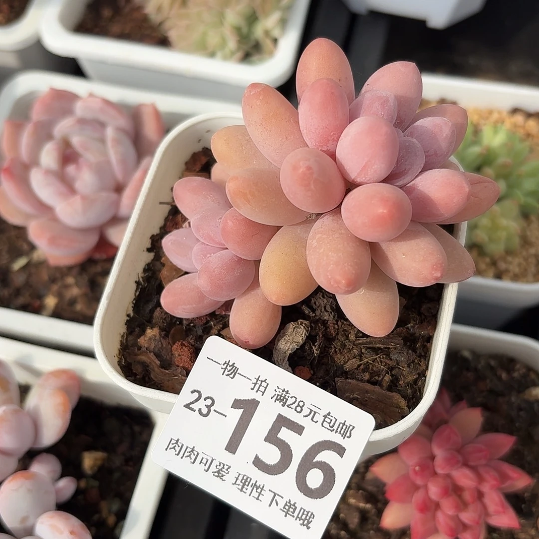 汤圆无盆土发货无