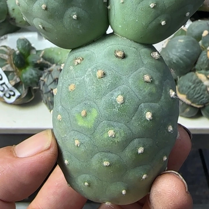 无花朵米奇进口糕绒毛毛