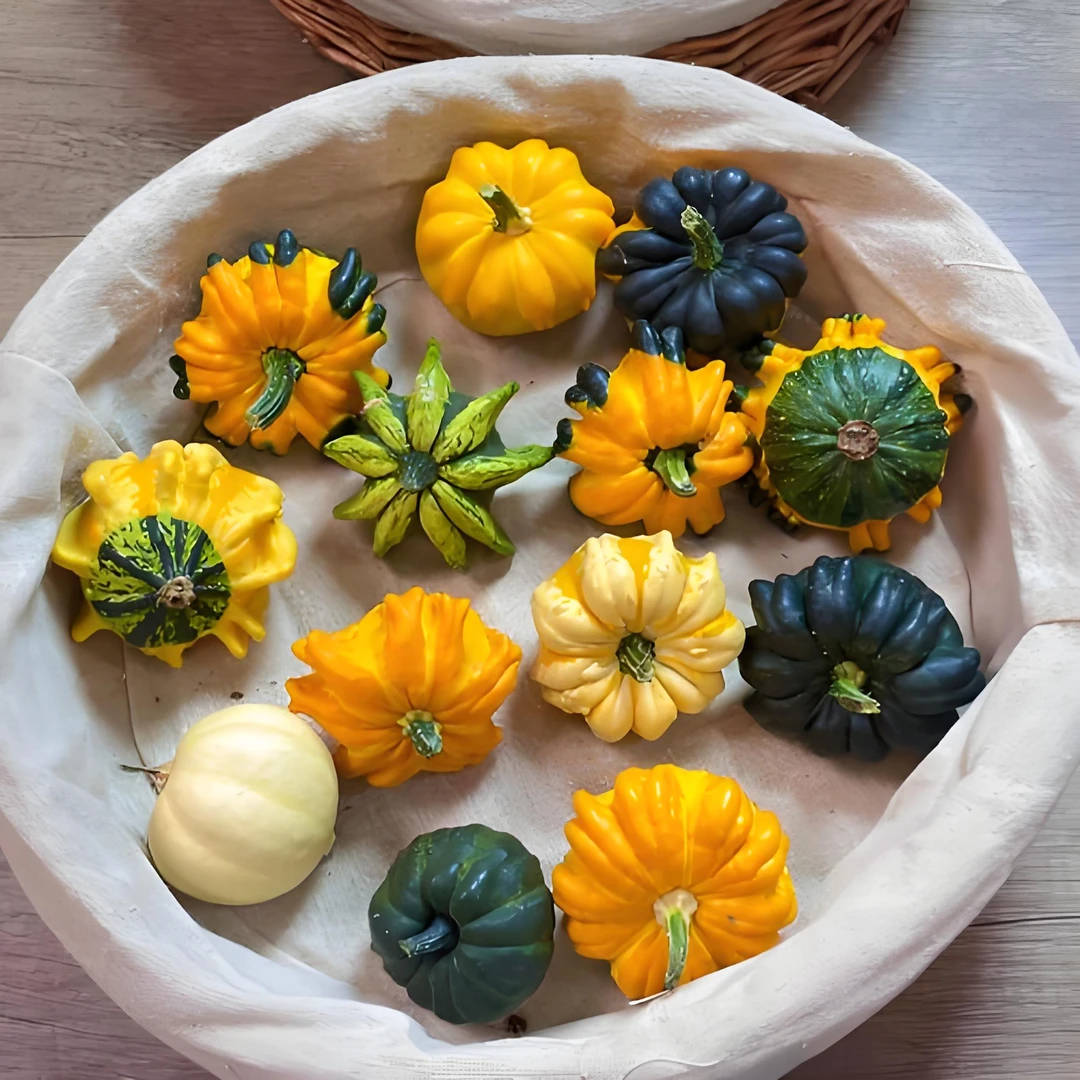 【造型摆件/纯自然造型】稀有小众摆件【造型小南瓜】昆明直发精品