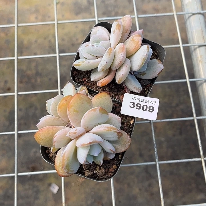 阿雅园艺。        3909奶茶