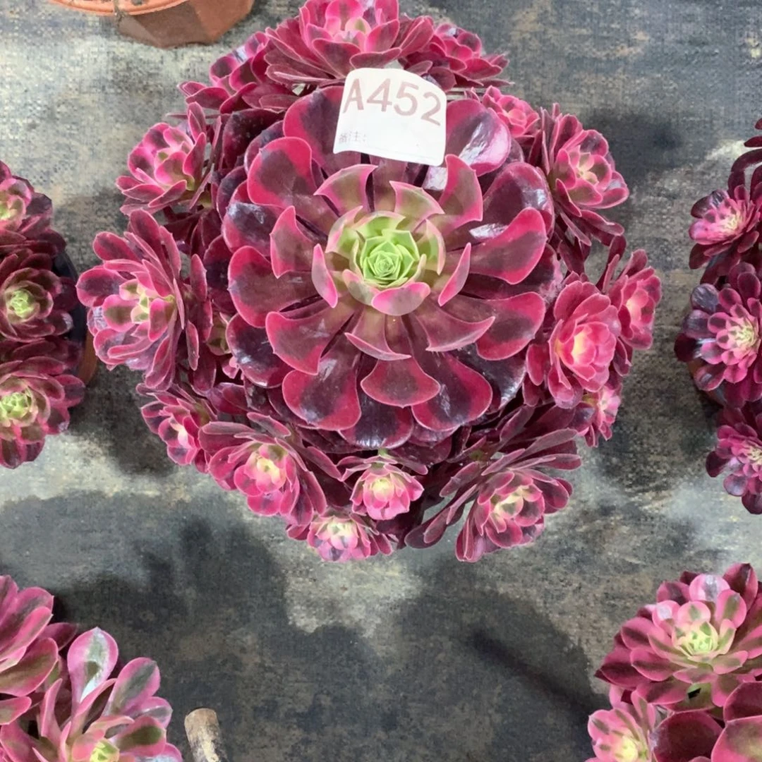 嫩桩美杜莎452多肉法师植物