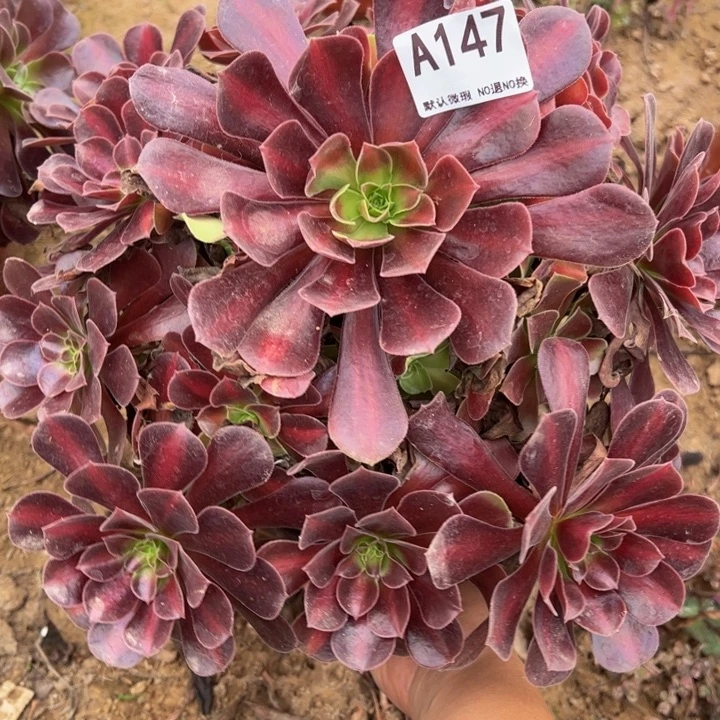 花哪多肉植物147，