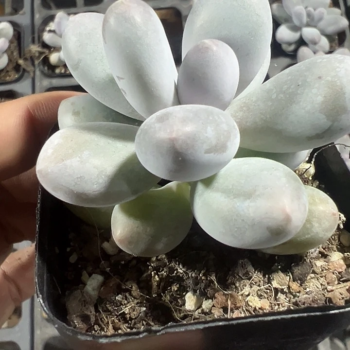 香水奶酪精品多肉