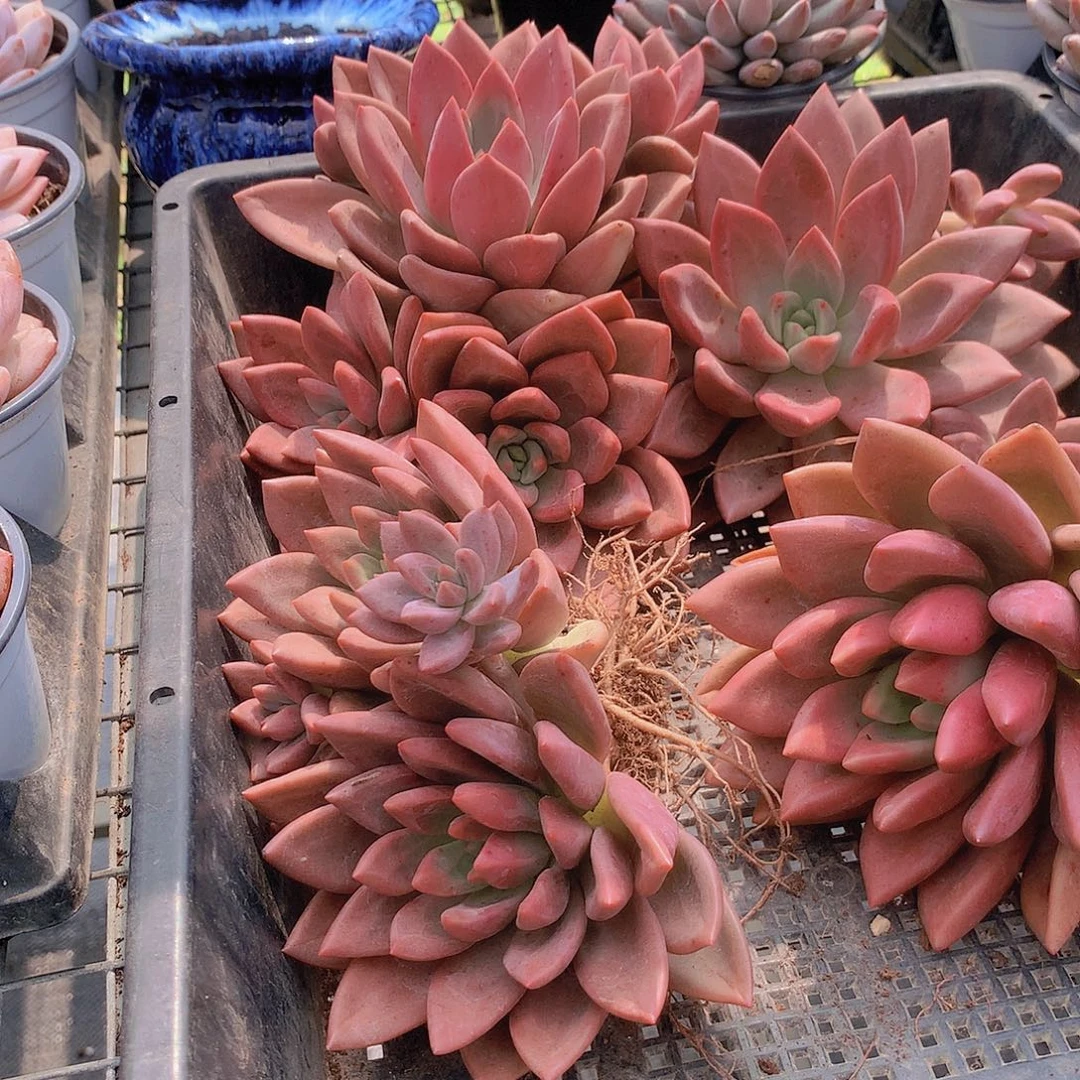 赫菲虞34577889999000