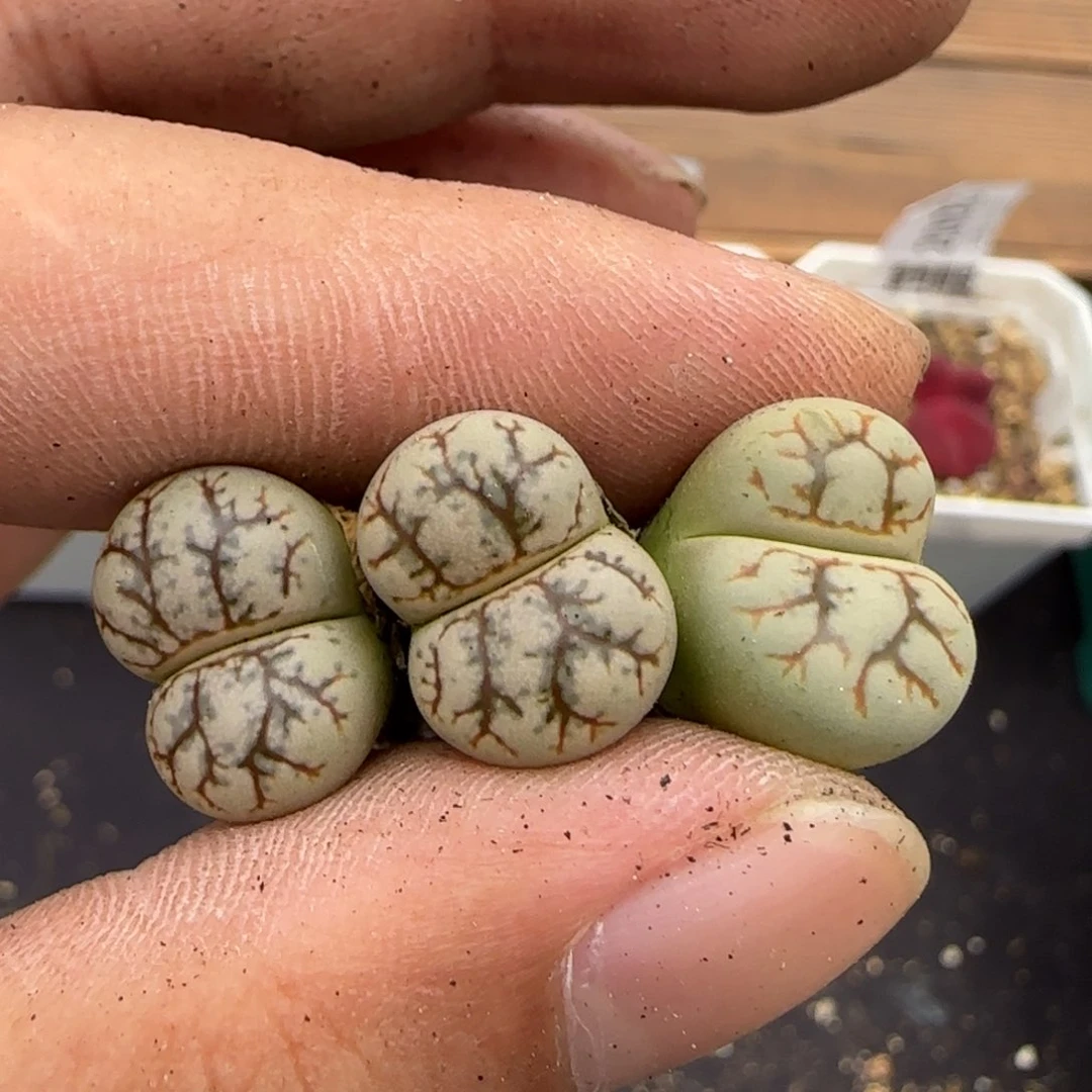 江**晚5.31。云映2。。2026