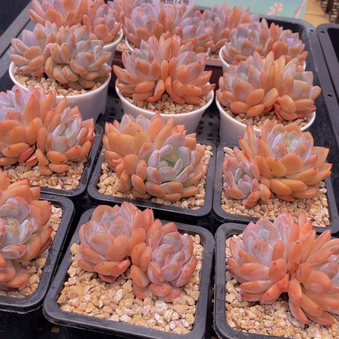 量拍12号 冰透雪天使梦露大双头2个