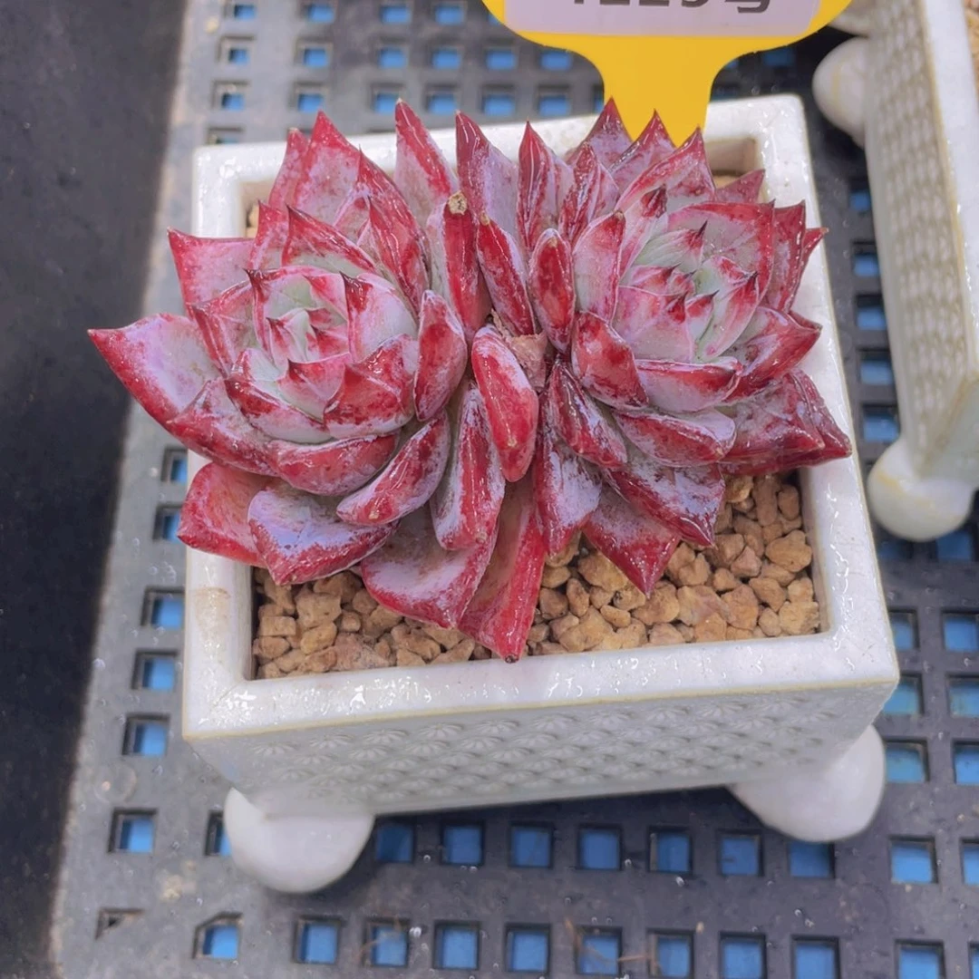 1229号宽叶全状态红拉糖