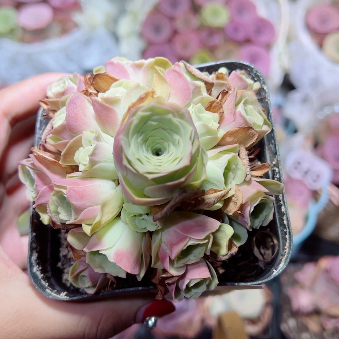 449草莓慕斯手捧花。