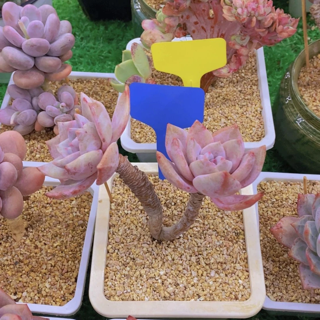 木**李开心多肉植物多肉