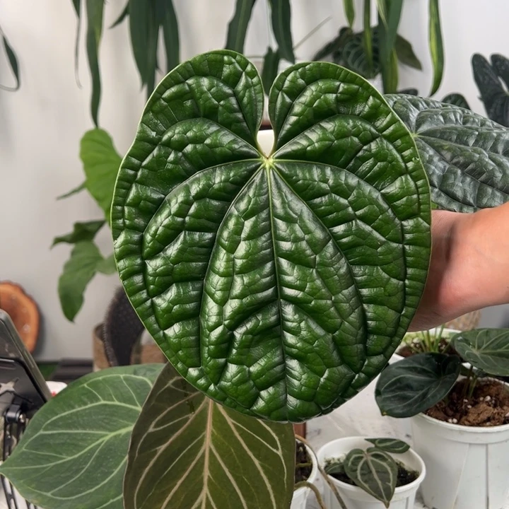 不开花植物超圆原桩进口黑奢