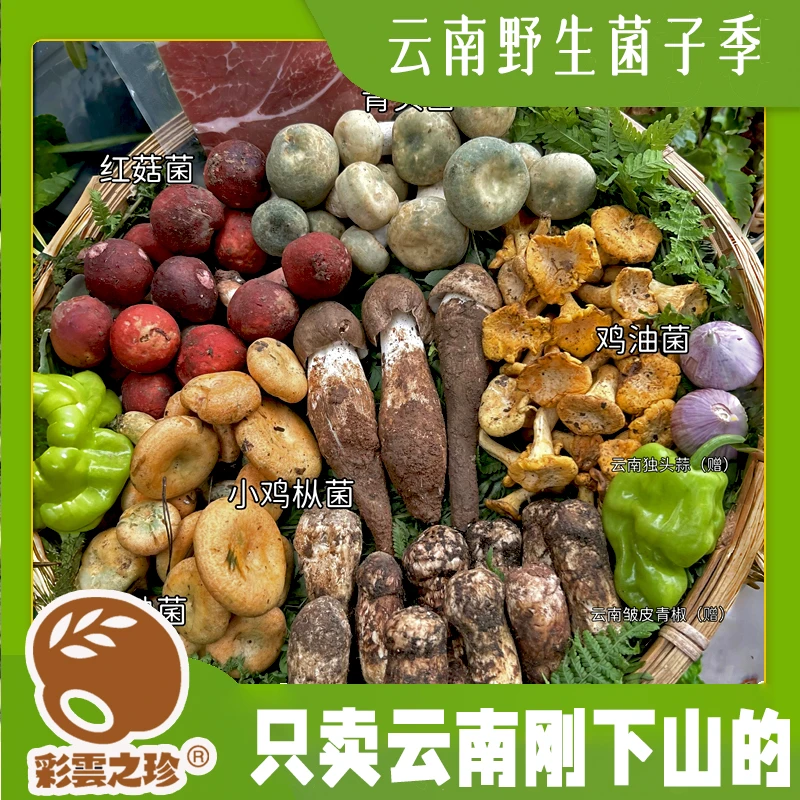 云南纯野生鲜菌菇四拼 松茸鸡枞菌子青头菌牛肝菌 可煲汤火锅蘑菇