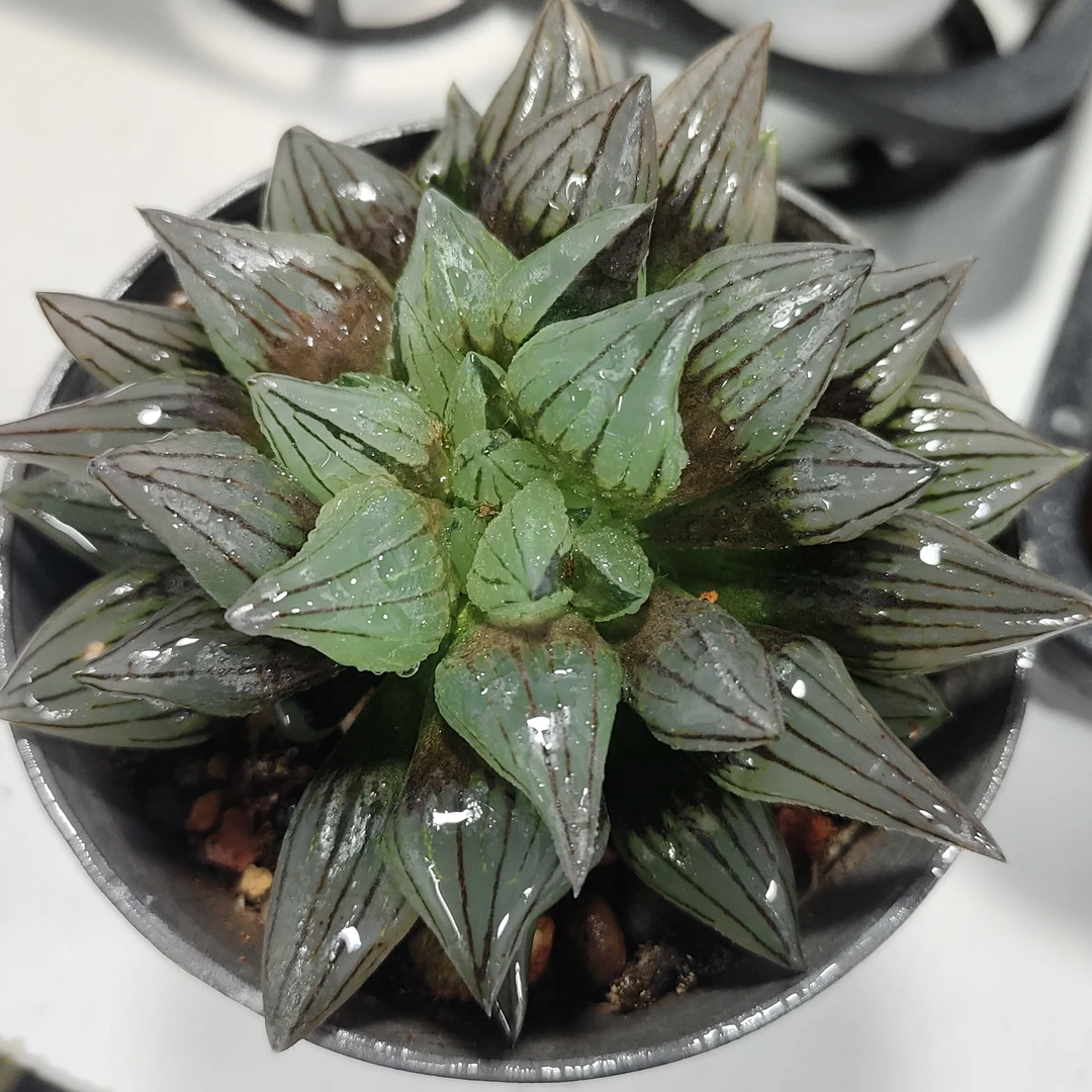 【母本西瓜寿】多肉植物（满16包邮）