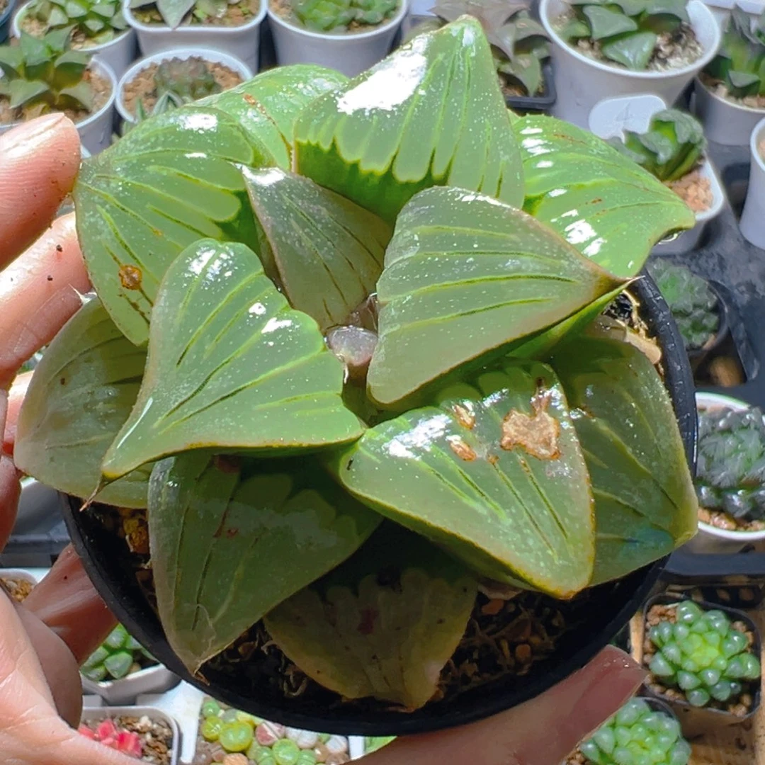 瑕疵媚凤万象盆玉露多肉