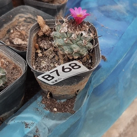 完全开放嫁接娇丽超值768