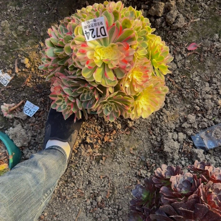 孔雀翎花25-14包邮花花