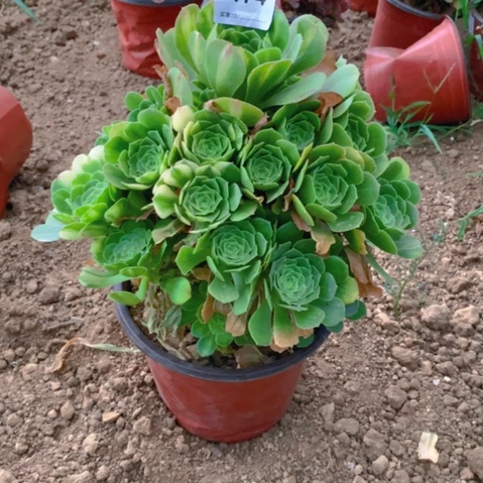 无花朵174多肉植物五彩liuli