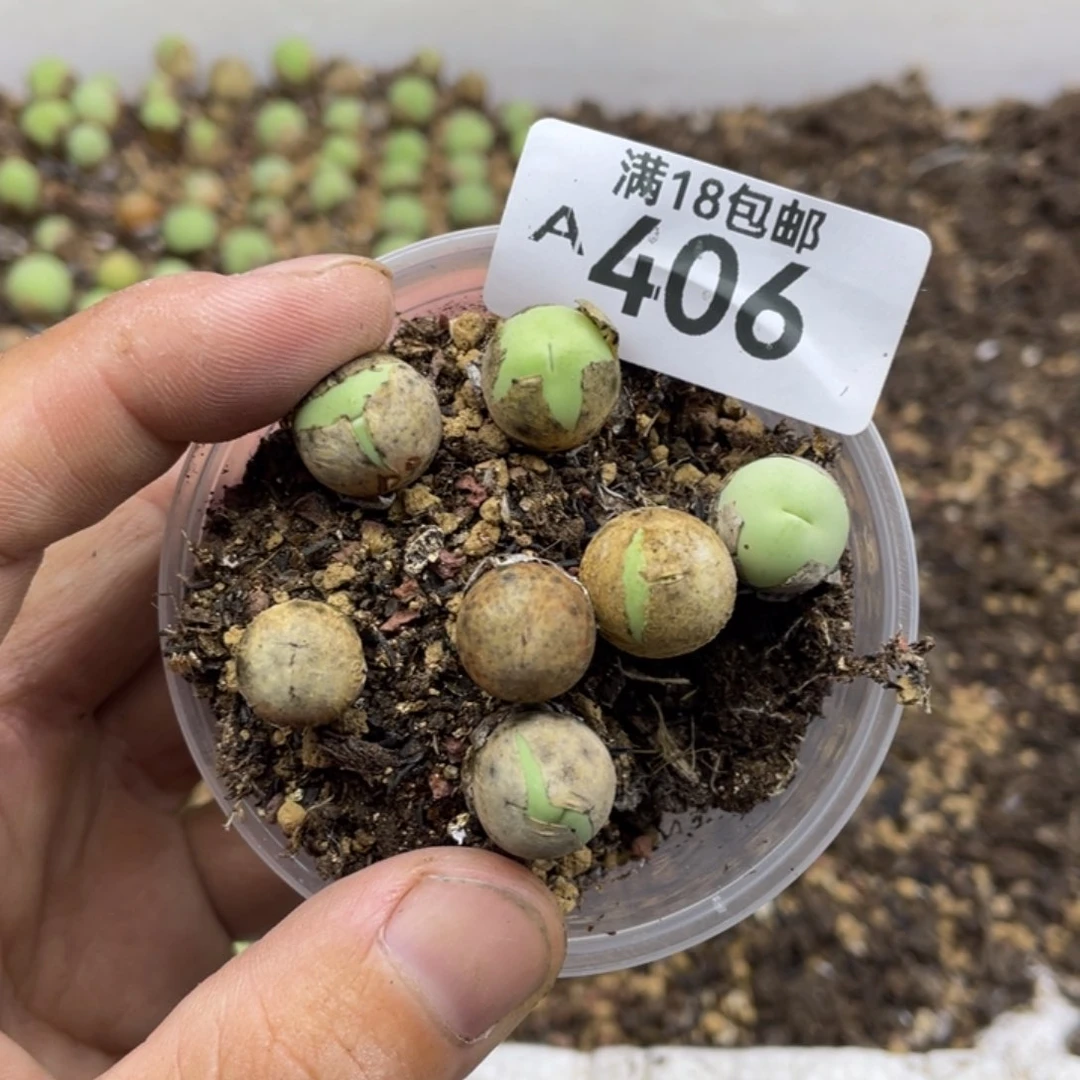 ღ****࿐0000000000000000406