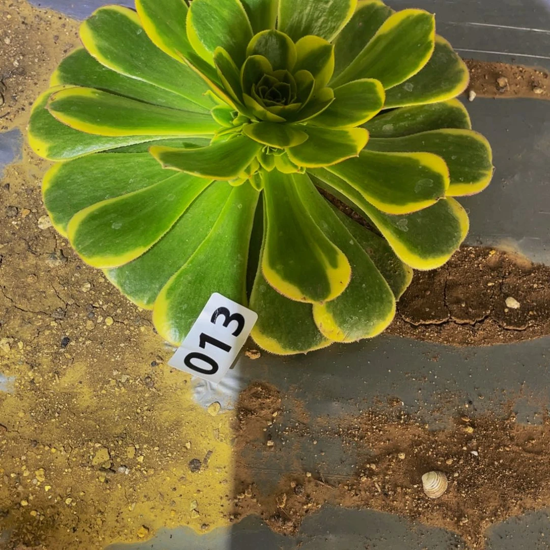 2***2013奶白在北边多肉