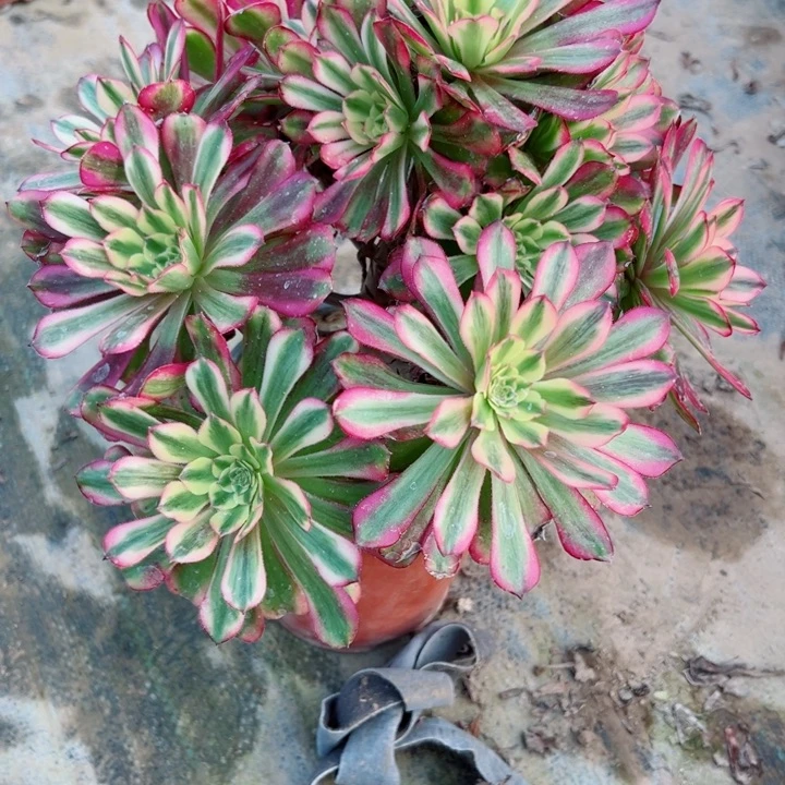 297舞天姬多肉植物