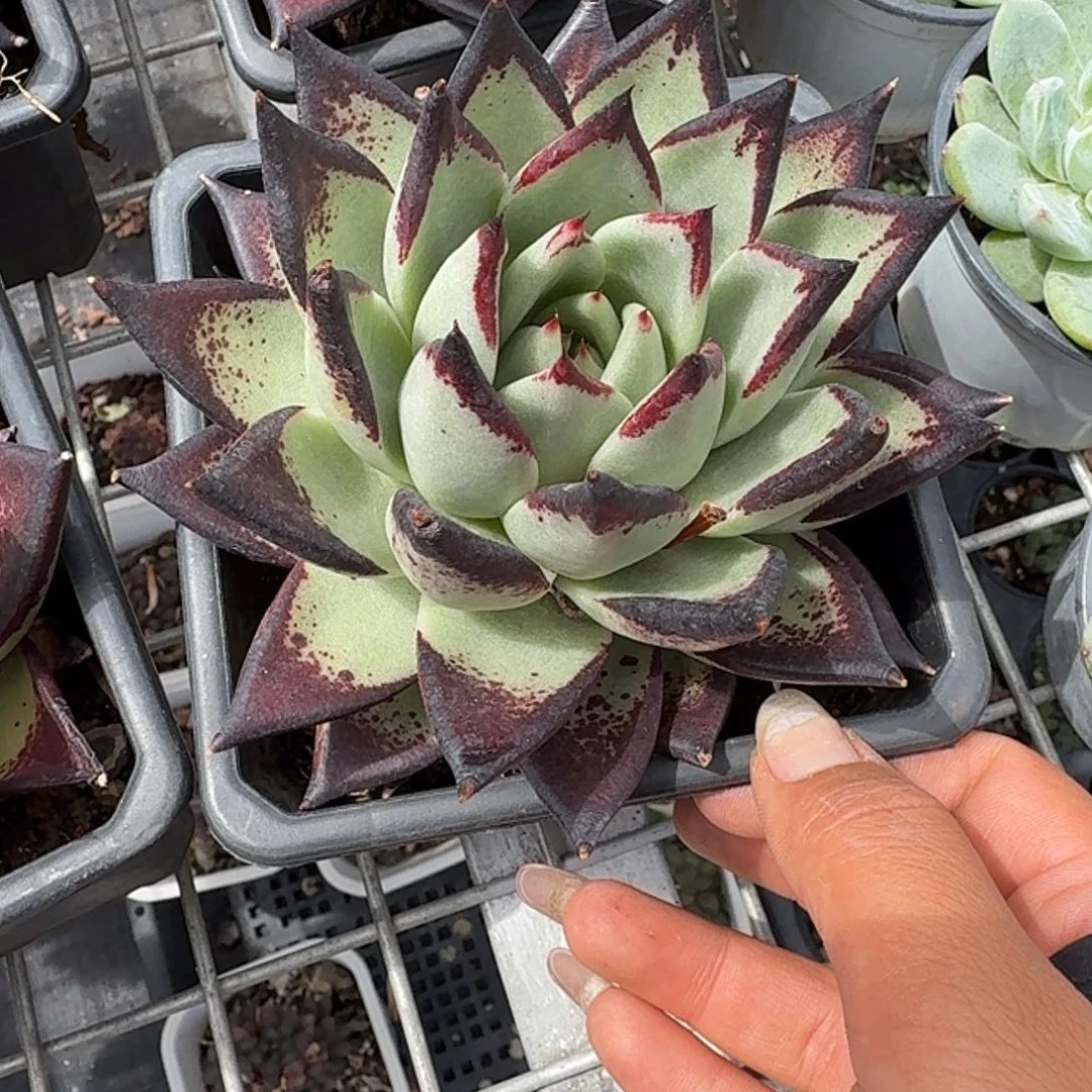 黑魔王乌木多肉植物