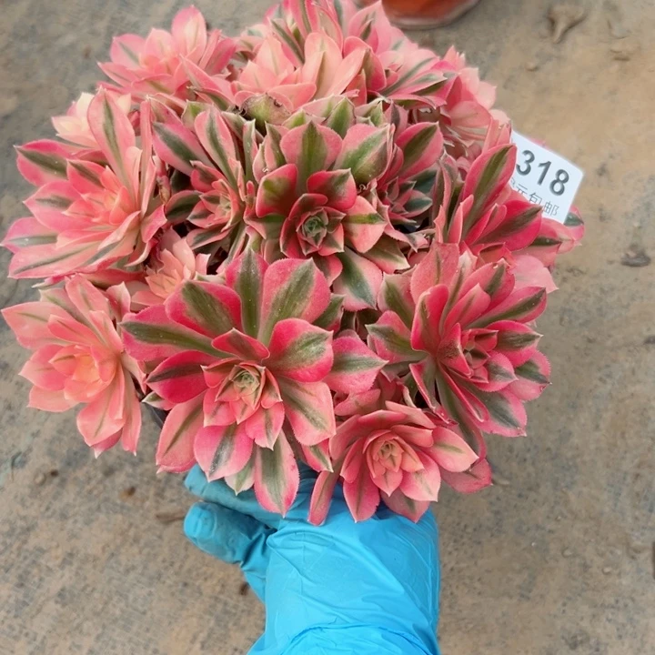 318女巫多肉植物