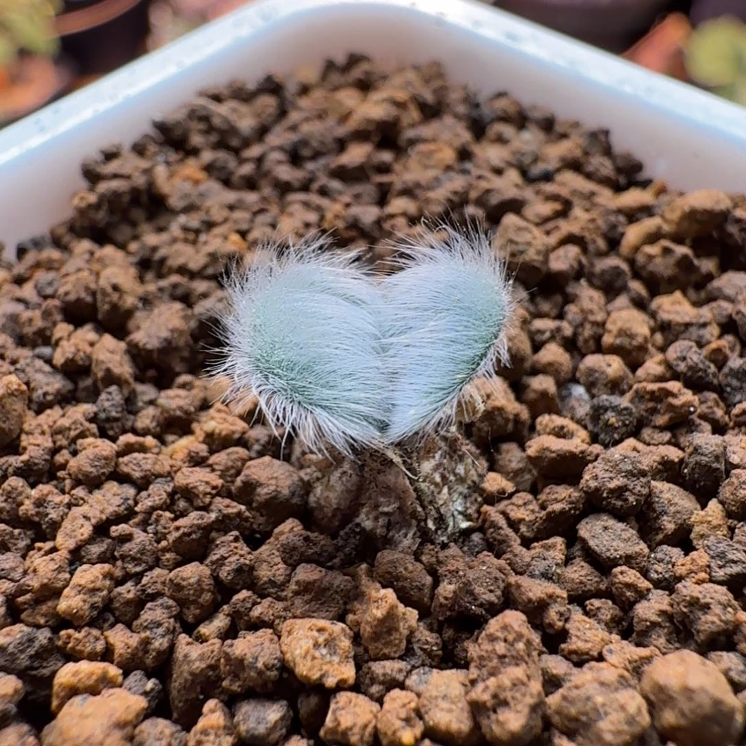 爆***巫毛叶石蒜651 仙人掌