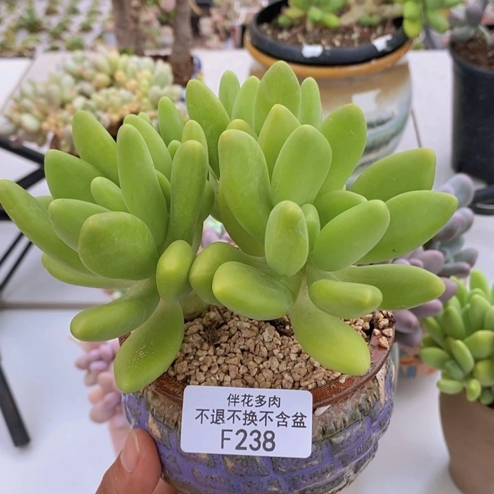 金黄版本芒果奶238/12cm多肉
